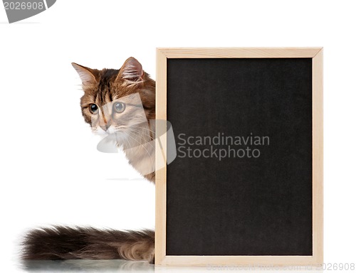 Image of Cat with blackboard