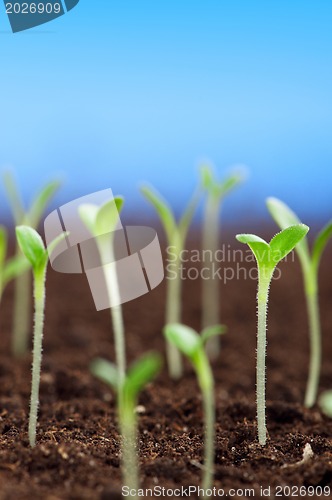 Image of Green seedling