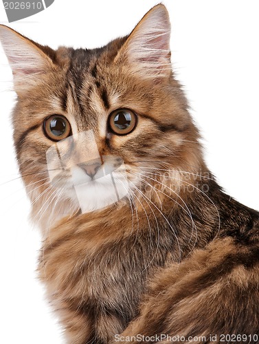 Image of Portrait of cat