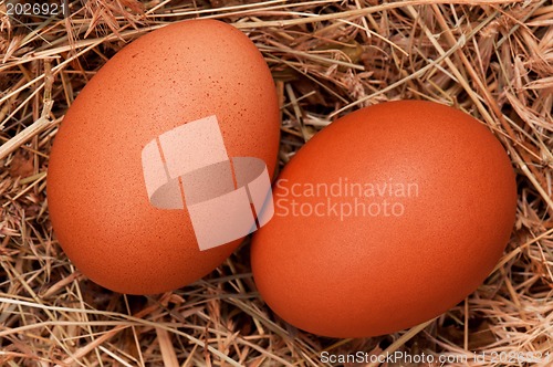 Image of Eggs in nest