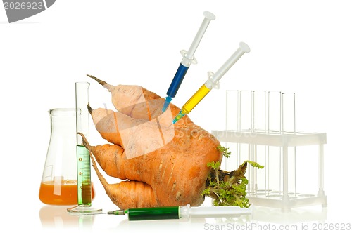 Image of Genetically modified organism