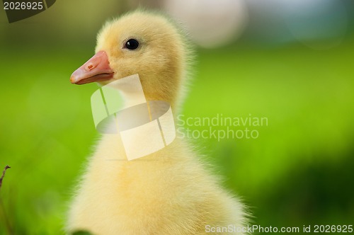 Image of Domestic gosling