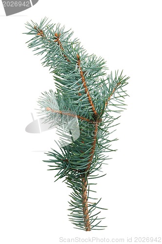 Image of Fir branch