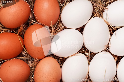 Image of Eggs in nest