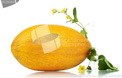 Image of Cantaloupe melon