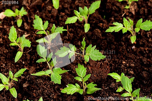 Image of Green seedling