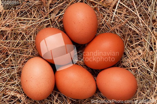 Image of Eggs in nest