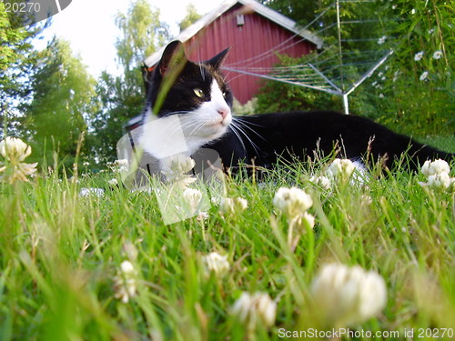 Image of Cat in the gras