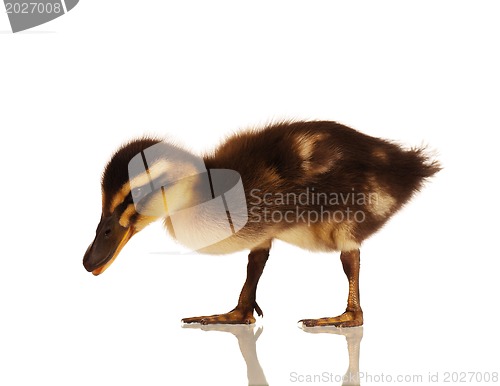 Image of Domestic duckling