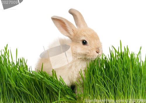 Image of Rabbit in grass