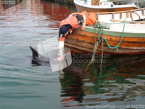 Image of Pet a dolphin