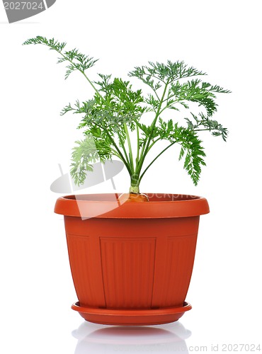 Image of Carrot in plastic pot