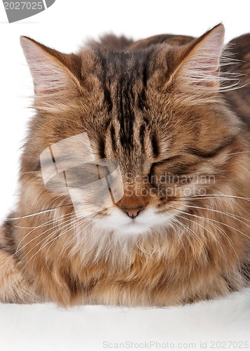 Image of Portrait of cat