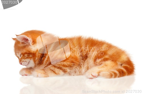 Image of Red kitten