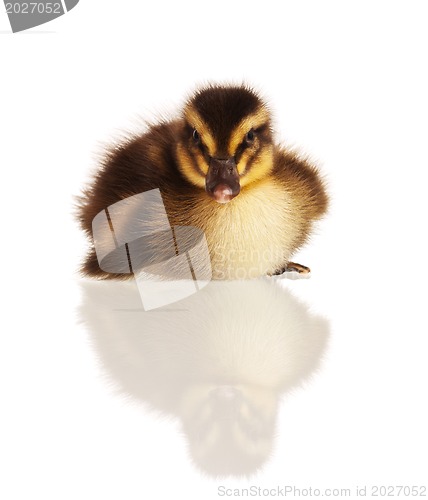 Image of Domestic duckling