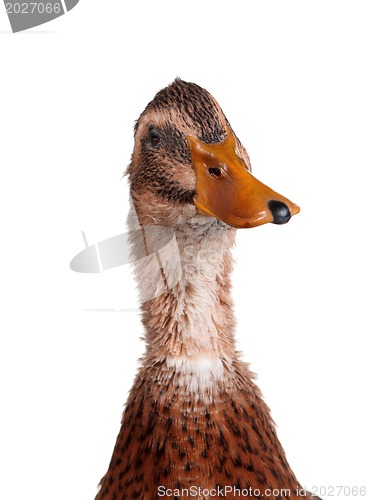 Image of Domestic duck