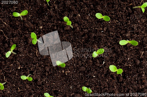 Image of Green seedling