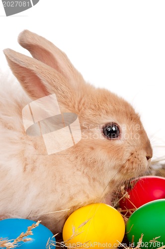 Image of Rabbit with Easter eggs