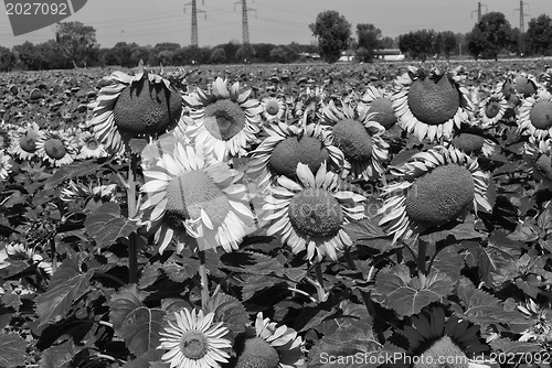 Image of Sunflowers Meadow in Tuscany