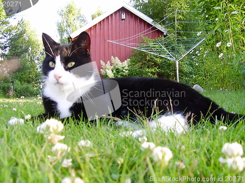 Image of Cat in the gras