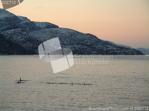 Image of Killer whales in Norway