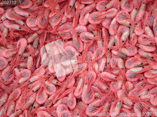 Image of Shrimps