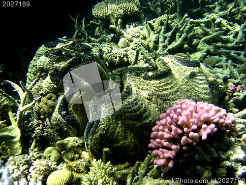 Image of Underwater Scene of Great Barrier Reef