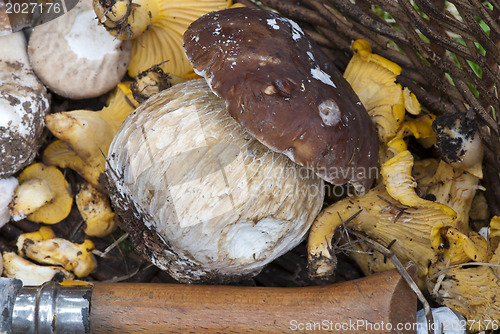 Image of Mushrooms Basket, Italy
