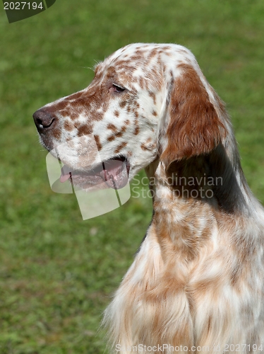 Image of Portrait of an English Setter 
