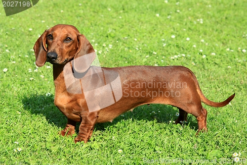 Image of Standard smooth-haired dachshund 