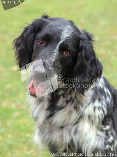 Image of Small Munsterlander dog 