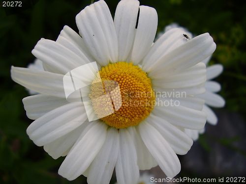 Image of White Flower
