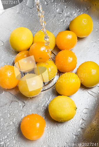 Image of Washing yellow tomatoes and lemons