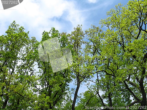 Image of Fragment of the blue sky among branches