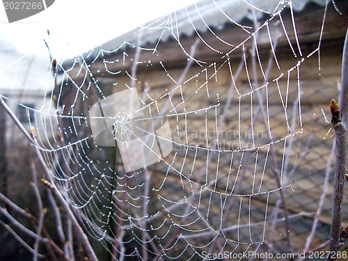 Image of spider's web with dew