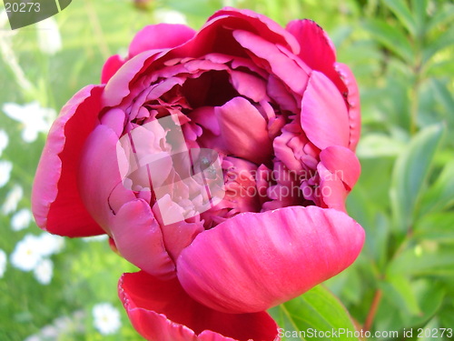 Image of Flower and a litle ant