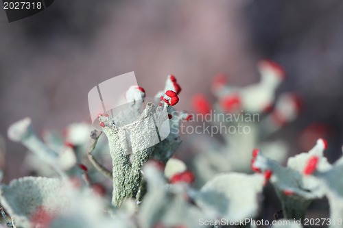 Image of Cladonia borealis macro