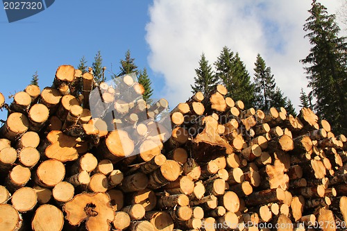 Image of Wood Fuel in Spruce Forest