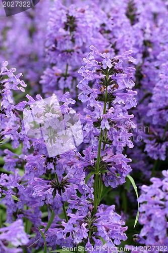 Image of Purple Hyssop Flowers (Hyssopus officinalis)