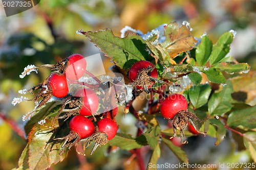 Image of Rose Hips in Winter