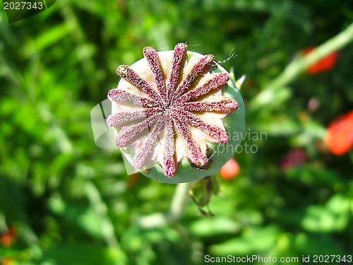 Image of Green head of a poppy