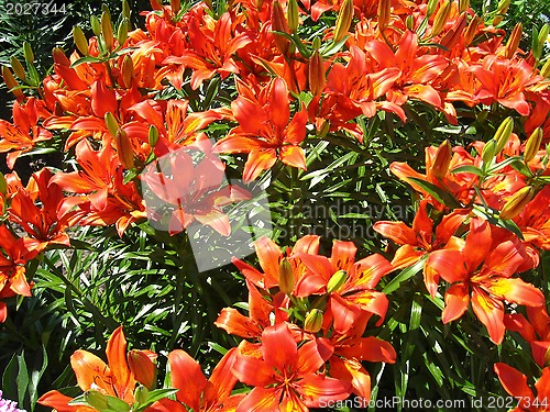 Image of beautiful red lilies