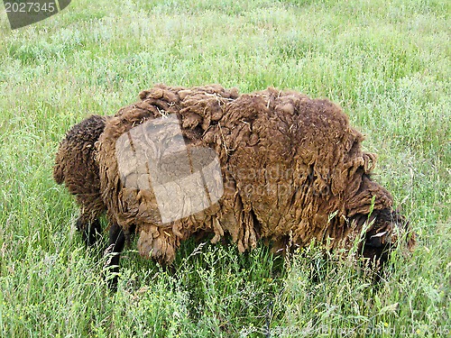 Image of Sheeps grazing on a grass