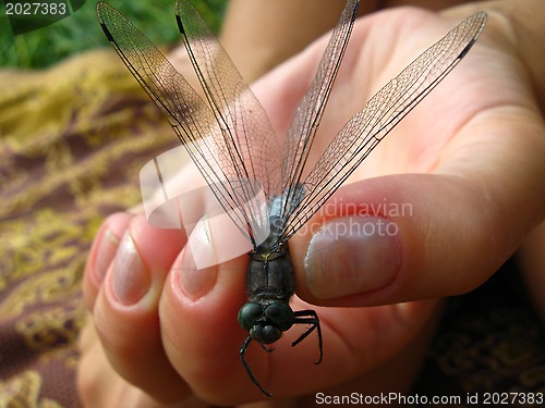 Image of dragonfly in the hand