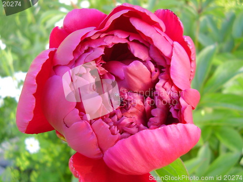 Image of Flower and a small ant