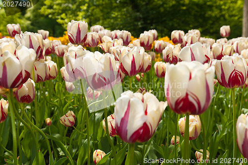 Image of tulips field