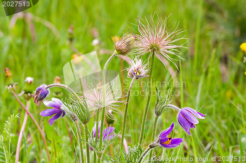Image of spring field flowers