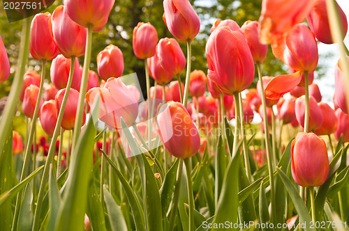 Image of tulips field