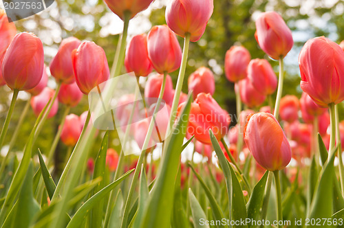 Image of tulips field