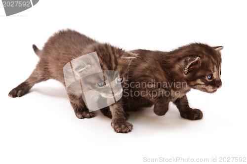 Image of walking kittens